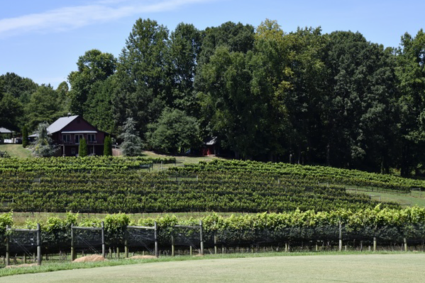 Wine trip Georgia Blue Ridge private van at overlook